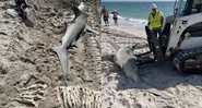 Tubarão em praia na Flórida - Divulgação/Facebook/American Shark Conservancy