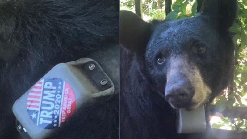 Imagem do urso com adesivo de campanha de Trump - Divulgação/Facebook/Help Asheville Bears/Sheila Chapman