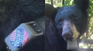 Imagem do urso com adesivo de campanha de Trump - Divulgação/Facebook/Help Asheville Bears/Sheila Chapman