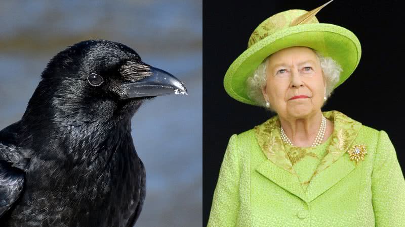 Montagem meramente ilustrativa de um corvo e da rainha Elizabeth II - Creative Commons