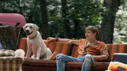 Filmes promovem ações positivas em relação aos cuidados com os animais - (Imagem: Reprodução digital | Netflix)