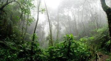 Floresta Amazônica poderá começar a liberar praticamente todas as toneladas de carbono que ela absorve