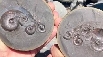 Fósseis de cefalópode - Instagram