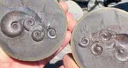 Fósseis de cefalópode - Instagram