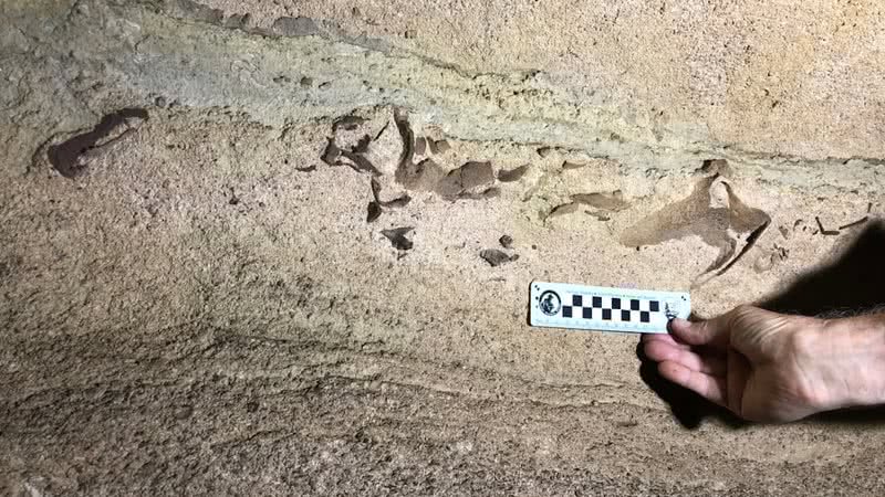 Pesquisador analisando fósseis encontrados - Divulgação
