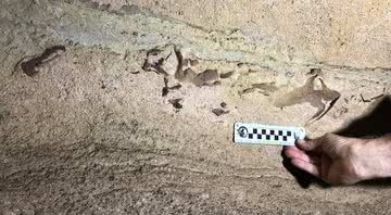 Pesquisador analisando fósseis encontrados - Divulgação
