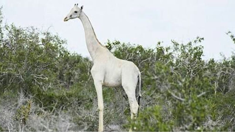 Girafa branca do Quênia - Divulgação