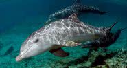 Imagem ilustrativa de um golfinho - Getty Images