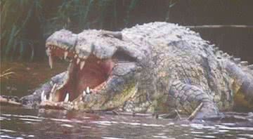 Gustave, um dos maiores crocodilos da África Oriental - Divulgação