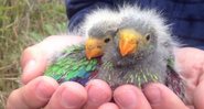 Filhotes de papagaio - Divulgação/Difficult Bird Research Group