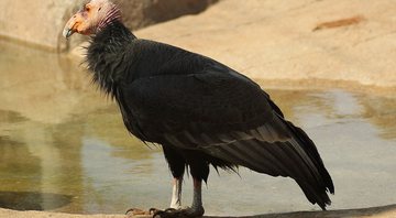 Exemplar de um condor-da-Califórnia - Stacy via Wikimedia Commons