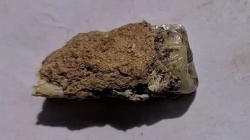 Dente de 1,8 milhão de anos encontrado na Geórgia - Divulgação/Giorgi Kopaliani