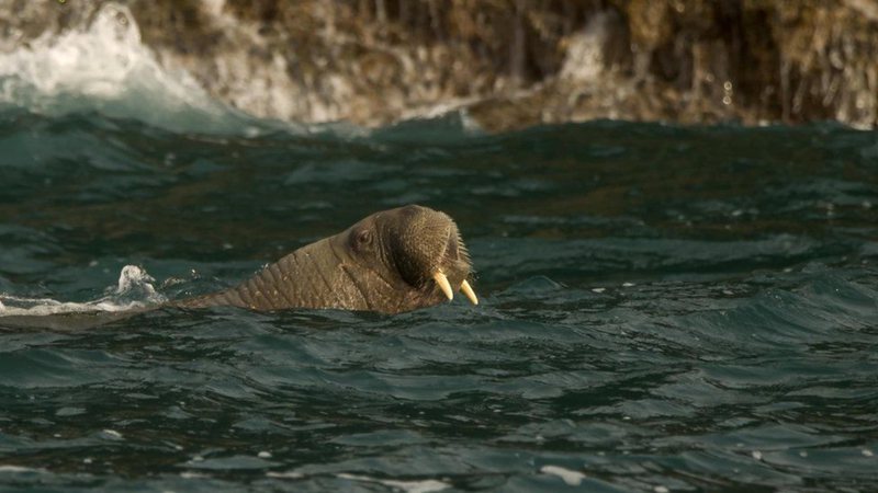 Wally, a morsa, foi avistada na Cornualha - Divulgação/Nathaniel Barry/Padstow Sealife Safaris