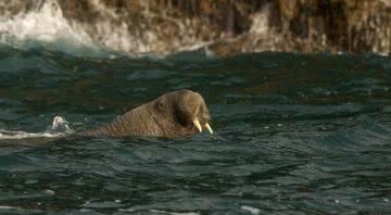 Wally, a morsa, foi avistada na Cornualha - Divulgação/Nathaniel Barry/Padstow Sealife Safaris
