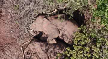 Imagem aérea dos elefantes na manada - Divulgação / YouTube / CCTV