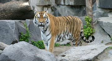 Imagem ilustrativa de um tigre-de-sumatra - Pixabay