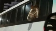 Cavalo sendo transportado em ônibus - Reprodução
