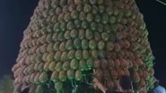 Escultura gigante de abacaxi em festa tradicional - Divulgação / Redes Sociais / Twitter