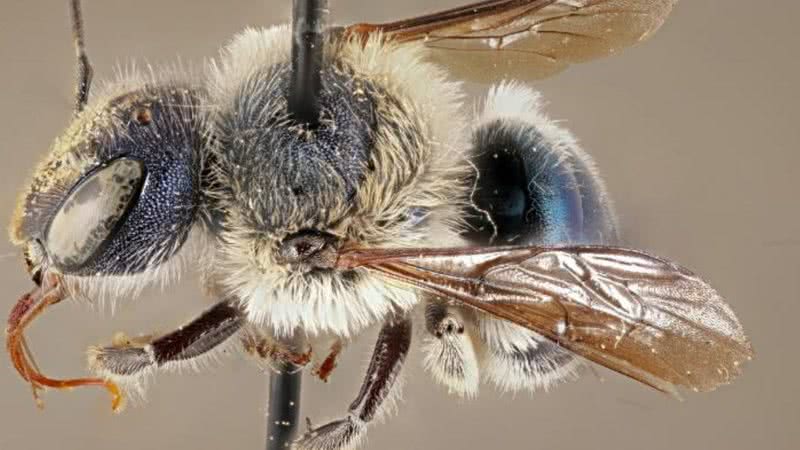 A abelha carpinteiro azul foi vista pela última vez em 2016 - Divulgação/Chase Kimmel