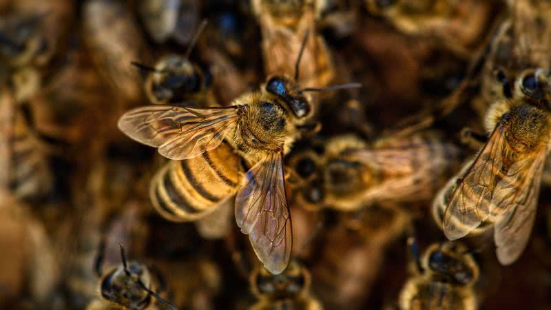 Fotografia meramente ilustrativa de abelhas