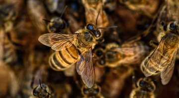 Fotografia meramente ilustrativa de abelhas - Divulgação/ Pixabay/ TerriAnneAllen