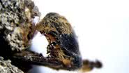 Abelha mumificada encontrada em Portugal - Reprodução / Andrea Baucon