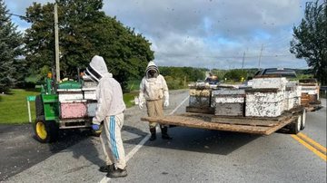 Fotografia das abelhas sendo retiradas do local por apicultores - Divulgação/ Lucas Peters