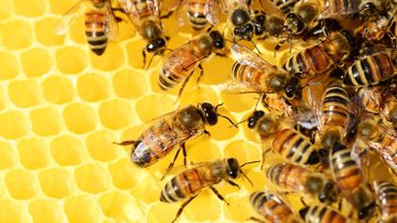 Imagem ilustrativa de abelhas - Foto de PollyDot, via Pixabay