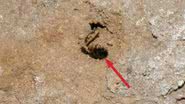 Abelha encontrada na caverna Shanidar - Reprodução / E. Pomeroy