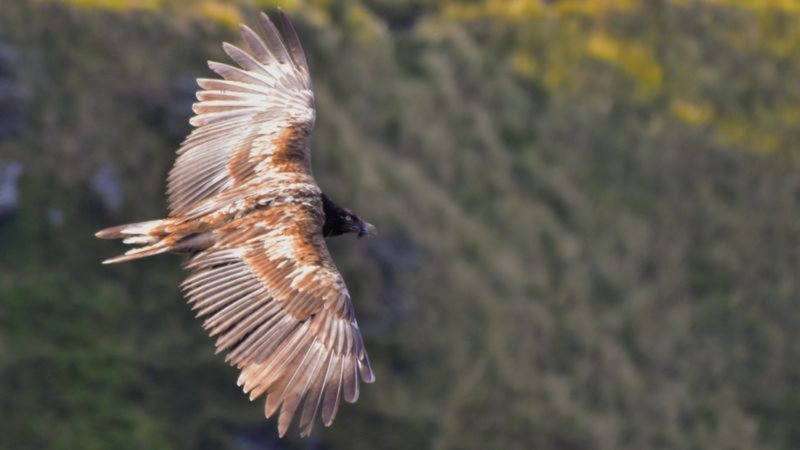 Fotografia do abutre barbudo tirada pela jovem Indy Kiemel Greene - Divulgação/Indy Kiemel Greene