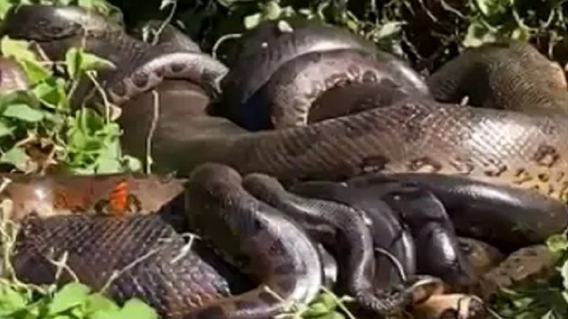Sucuri acasalando no Rio Paraná - Reprodução/Video