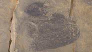 Fóssil de água-viva nadadora de 505 milhões de anos - Divulgação/Desmond Collins/Royal Ontario Museum