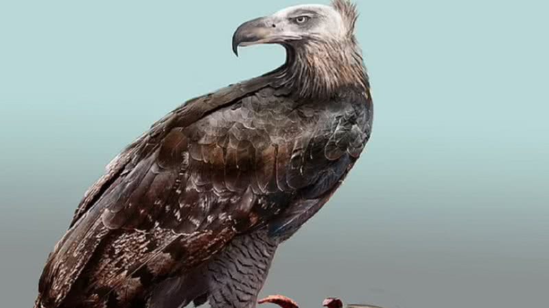 Ilustração da Águia-de-Haast - Divulgação/ Katrina kenny