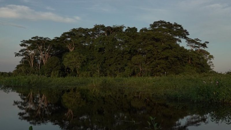 Registro de sambaquis - Amazônia, Arqueologia da Floresta