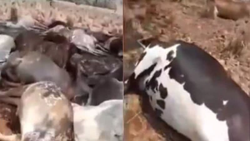 Imagem das vacas e bezerros em pasto - Reprodução/Vídeo/G1