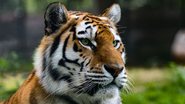 Fotografia meramente ilustrativa de tigre - Divulgação/ Freepik/ wirestock