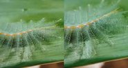 A lagarta-barão-comum registrada pelo fotógrafo Antaryami Das - Divulgação/Instagram/@antaryamiphotography