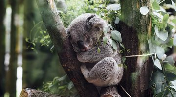 Imagem ilustrativa de um coala dormindo - Pixabay