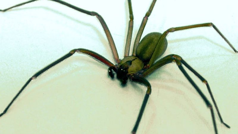 Uma Loxosceles reclusa, ou aranha-violinista - Wikimedia Commons