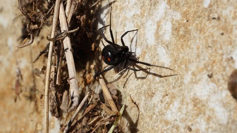 Imagem ilustrativa de uma aranha viúva-negra - Foto de snaedis, via Pixabay