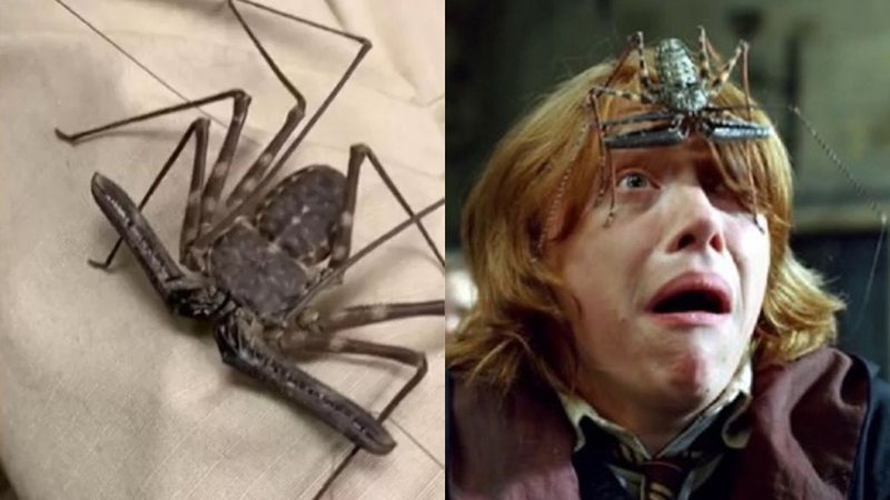 Escorpião-vinagre na roupa de especialista e cena de "Harry Potter e o Cálice de Fogo" - Divulgação/Instagram/@jayprehistoricpets