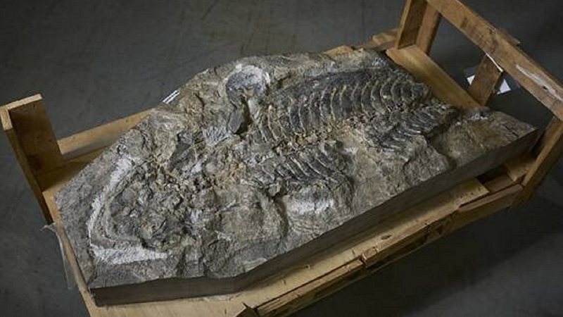 Fóssil encontrado - Richard Freeman/ UNSW Sydney