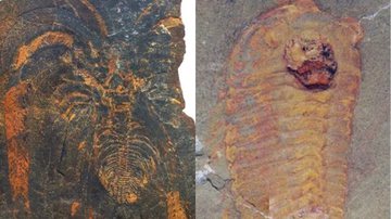 Artrópode não mineralizado e um trilobita, fossilizados - Reprodução/Emmanuel Martin