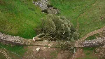 Fotografia da árvore caída por cima do monumento - Divulgação/ Youtube/ Sky News