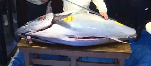 Imagem ilustrativa de atum gigante leiloado em Tóquio - Reprodução / Vídeo
