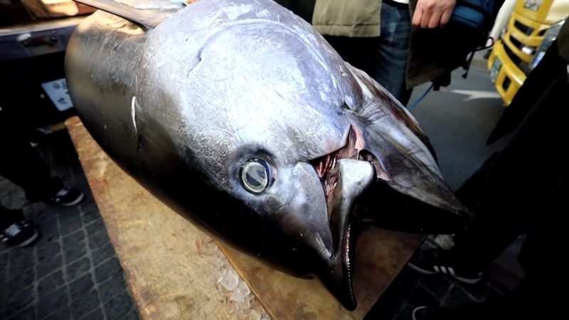 Fotografia registra parte do atum - Divulgação / YouTube / Reuters