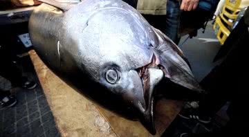 Fotografia registra parte do atum - Divulgação / YouTube / Reuters