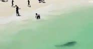 Tubarão, em praia na Austrália - Divulgação/Twitter/@9NewsPerth
