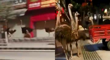 Avestruzes correndo nas ruas em província da China - Divulgação/Twitter/@@oliver_drk