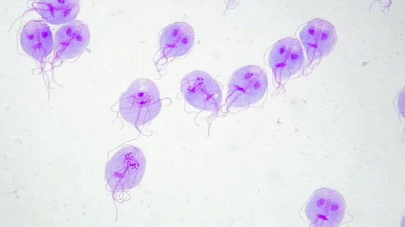 O microorganismo Giardia duodenalis - Eva Nohýnkova via wikimedia commons